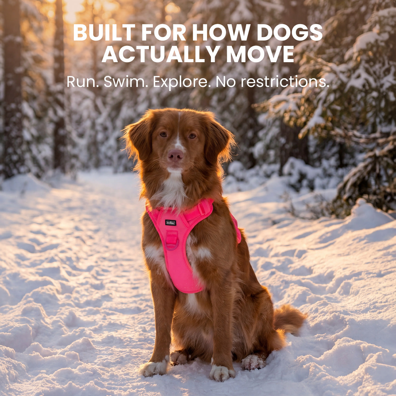 Dog wearing a pink harness in a snowy landscape with text about dog movement and freedom.