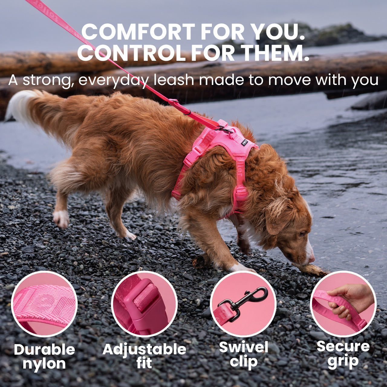 Dog on a leash with beach scenery, highlighting features of the leash.