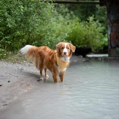 curious, wet dog wearing yellow bandana