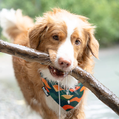 very cute toller wearing bandana close up