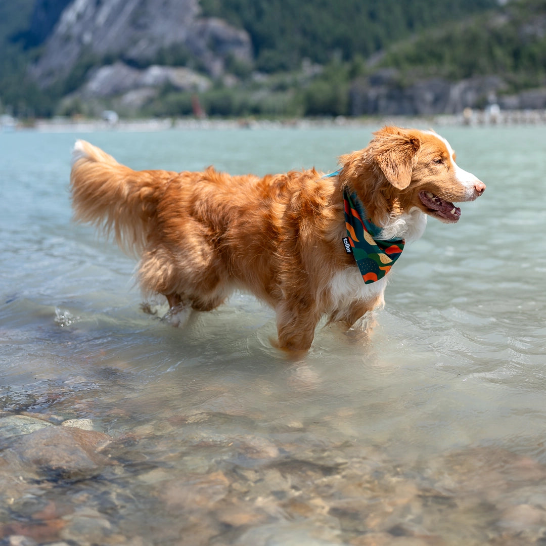 toller dog in water wearing bandana