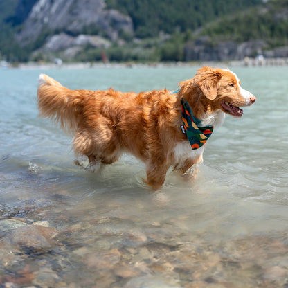 toller dog in water wearing bandana