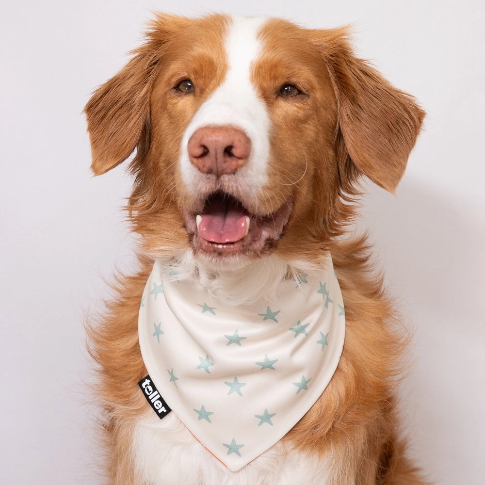 dog sitting with white star bandana