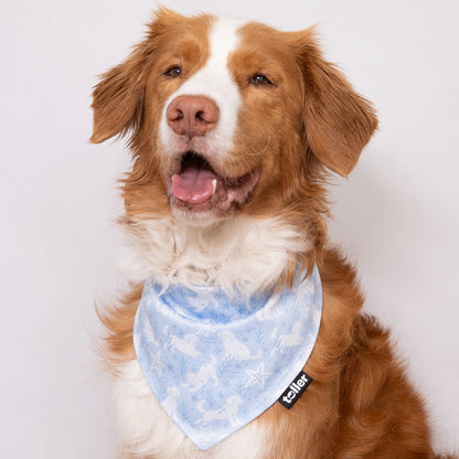 Dog wearing a blue bandana with a white background