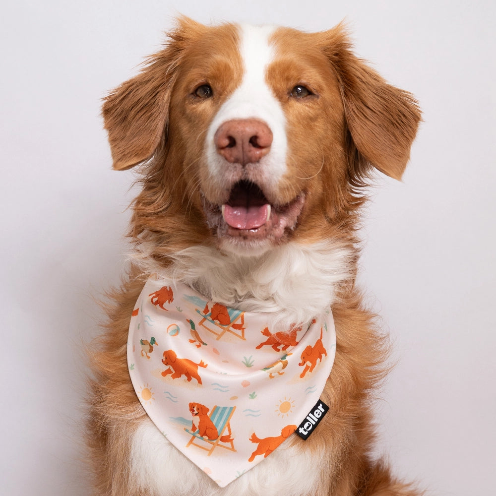 beach dog toller bandana print