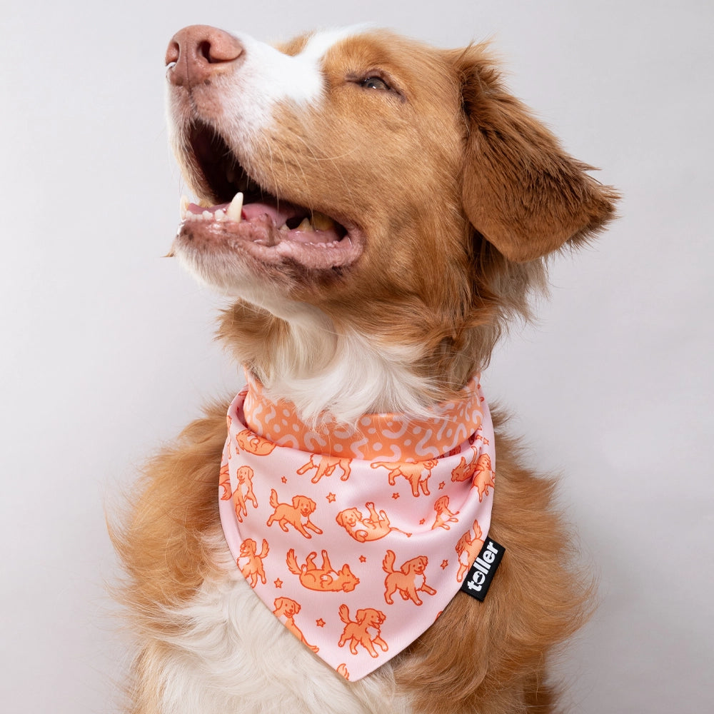 'Rodeo Wriggle' 2-in-1 Dog Bandana