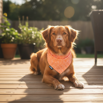 Brown dog wearing an pink bandana sitting on a wooden deck with plants in the background.