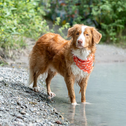 dog standing alert wearing bandana