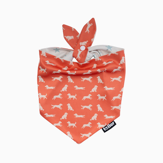 'Star Player' 2-in-1 Dog Bandana