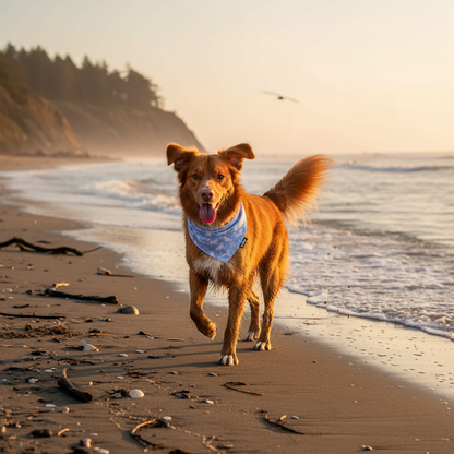 Dog running on a beach with sunset in the background