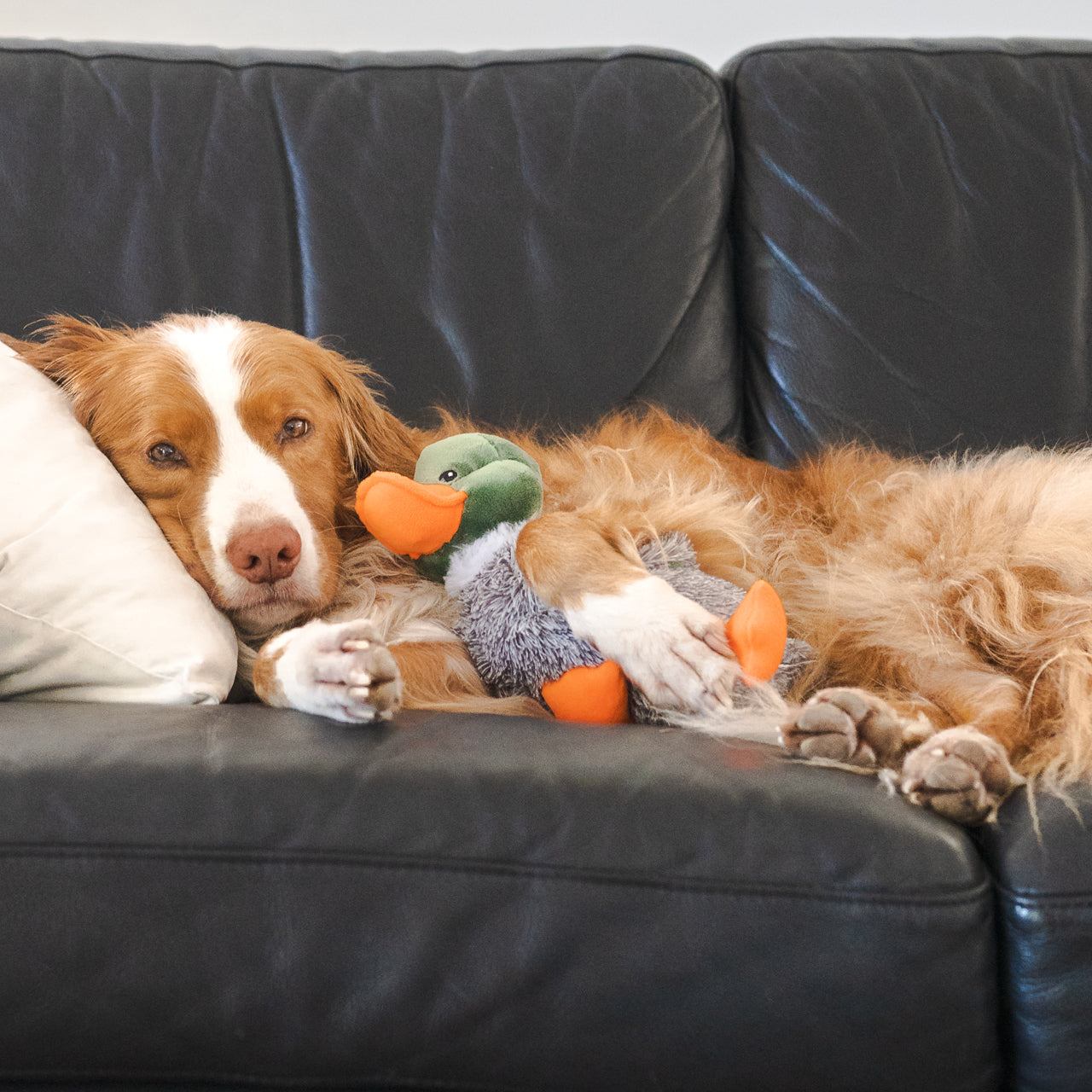 Toller Dog Holding Duck Toy