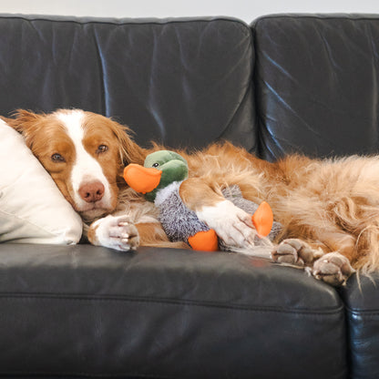 Toller Dog Holding Duck Toy
