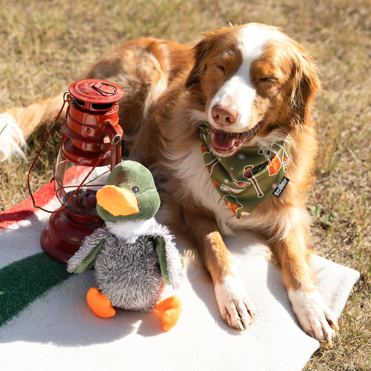 Duck Dog Toy