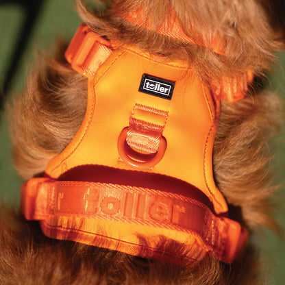 Orange dog harness with 'toller' branding on a dog
