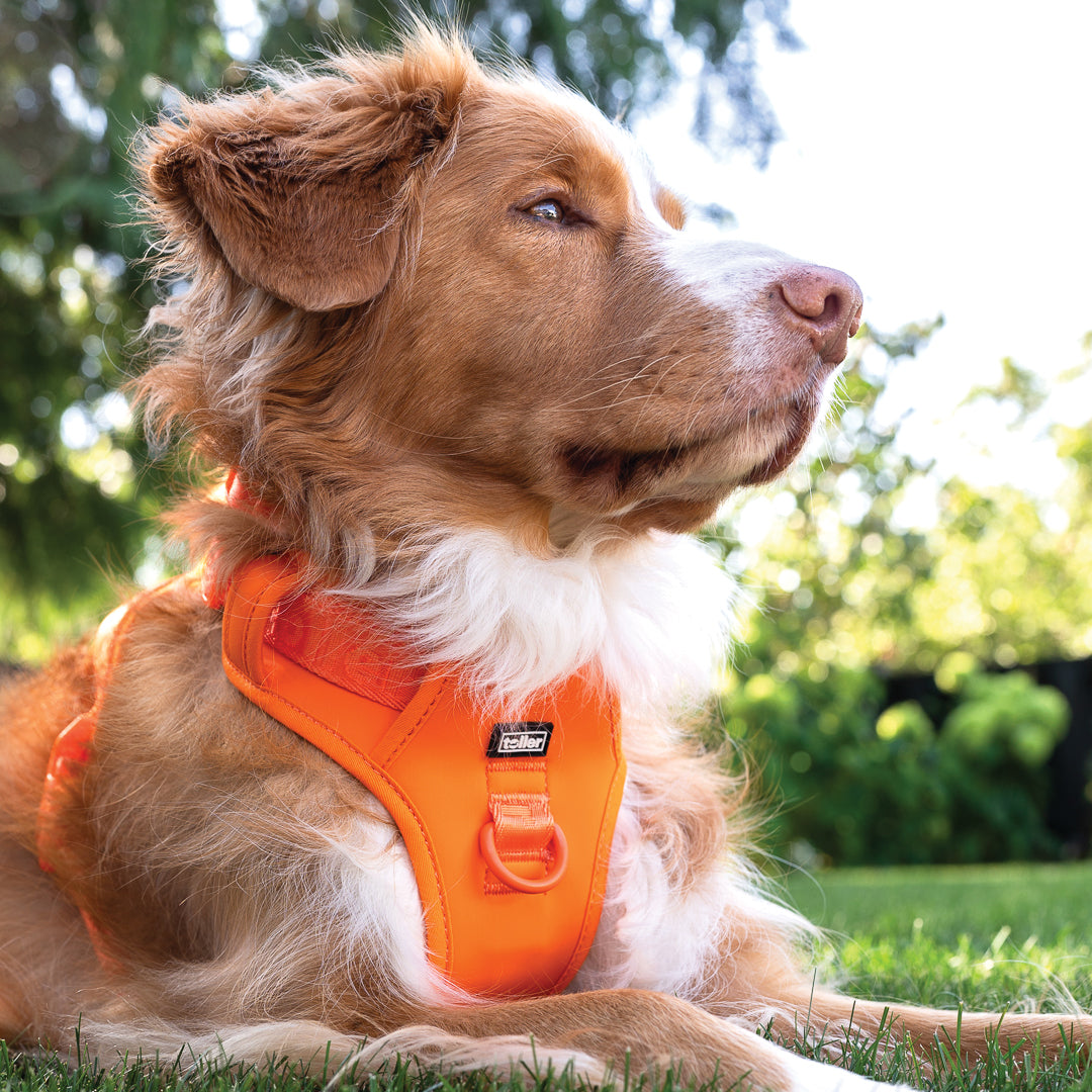 Dog wearing an orange harness sitting on grass with a blurred green background