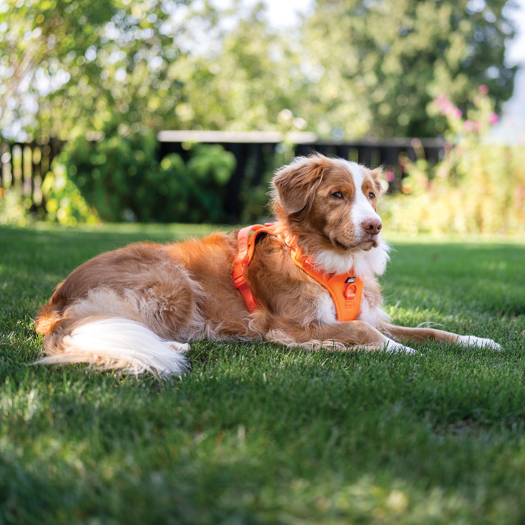 Dog wearing an orange harness lying on grass with a blurred background