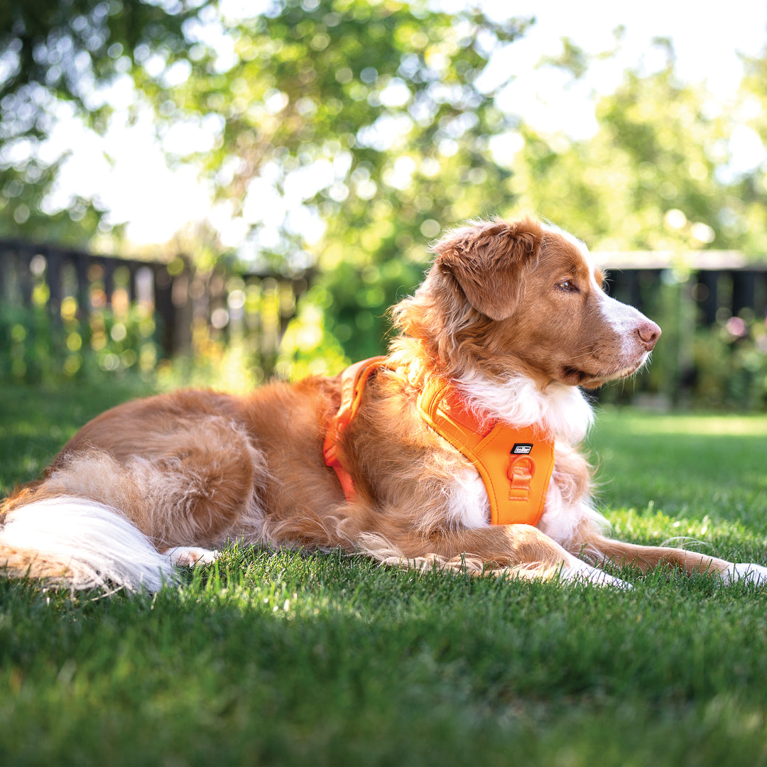 Dog wearing an orange harness lying on grass with a blurred background