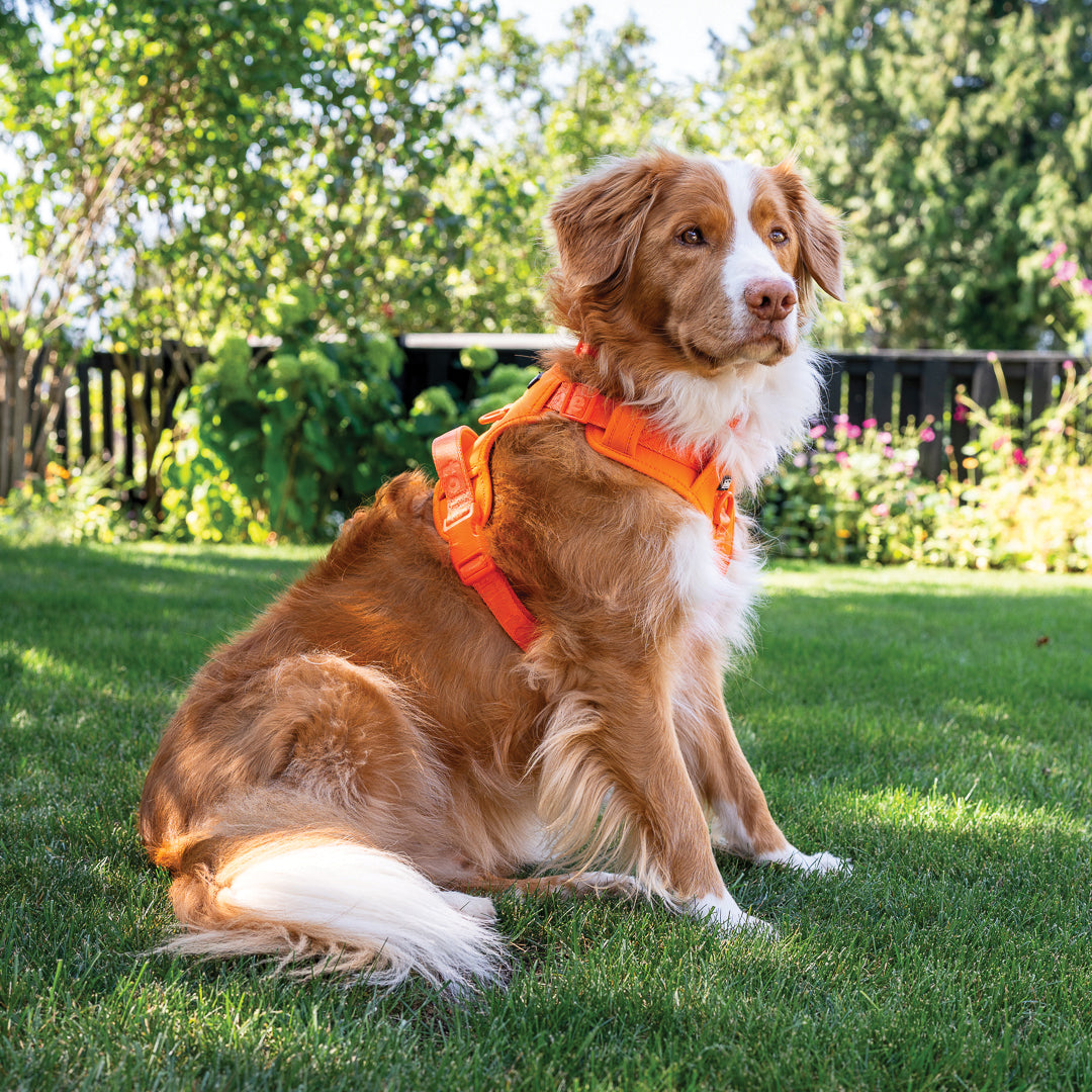 Dog wearing an orange harness sitting on grass with a garden background