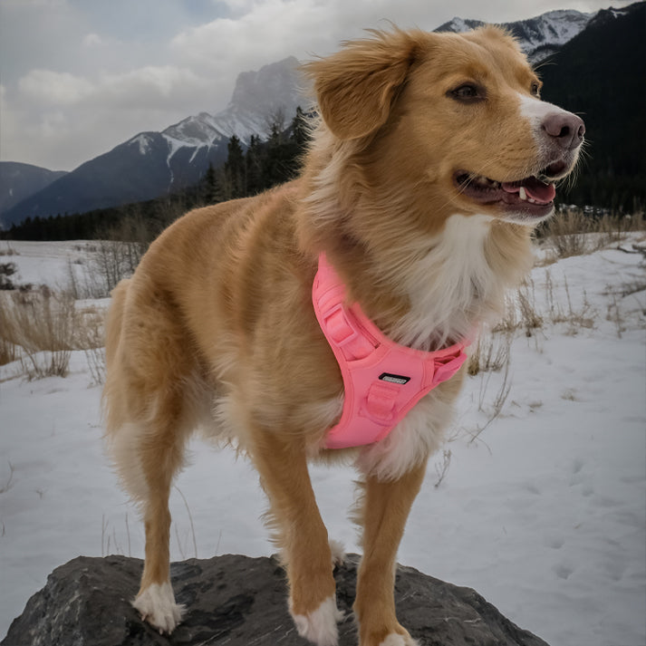 Dog wearing a pink harness standing on a rock with a snowy landscape and mountains in the background