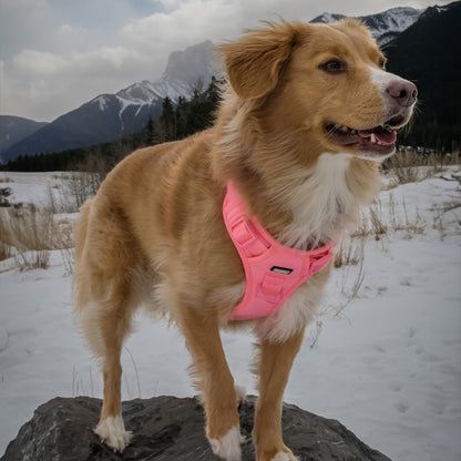 Dog wearing a pink harness standing on a rock with a snowy landscape and mountains in the background