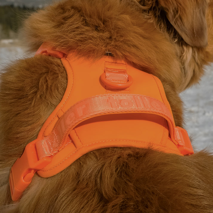 Orange dog harness on a fluffy brown dog in a snowy landscape