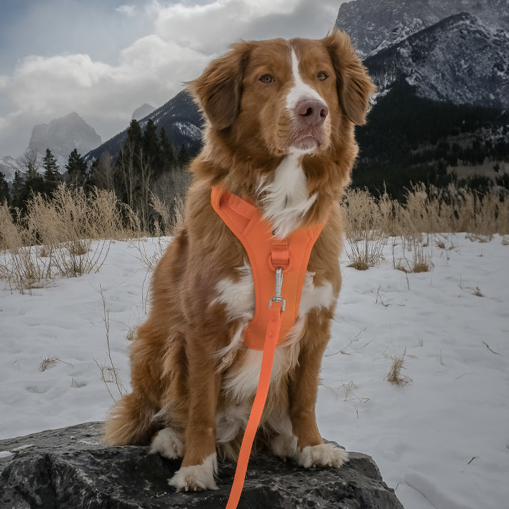 Dog wearing an orange harness sitting on a rock with snowy mountains in the background