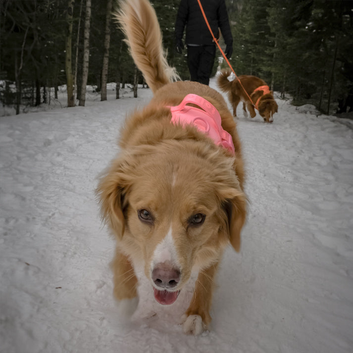 Dog in a pink coat walking on a snowy path with another dog in the background.