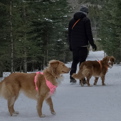 Person walking two dogs on a snowy path with trees in the background