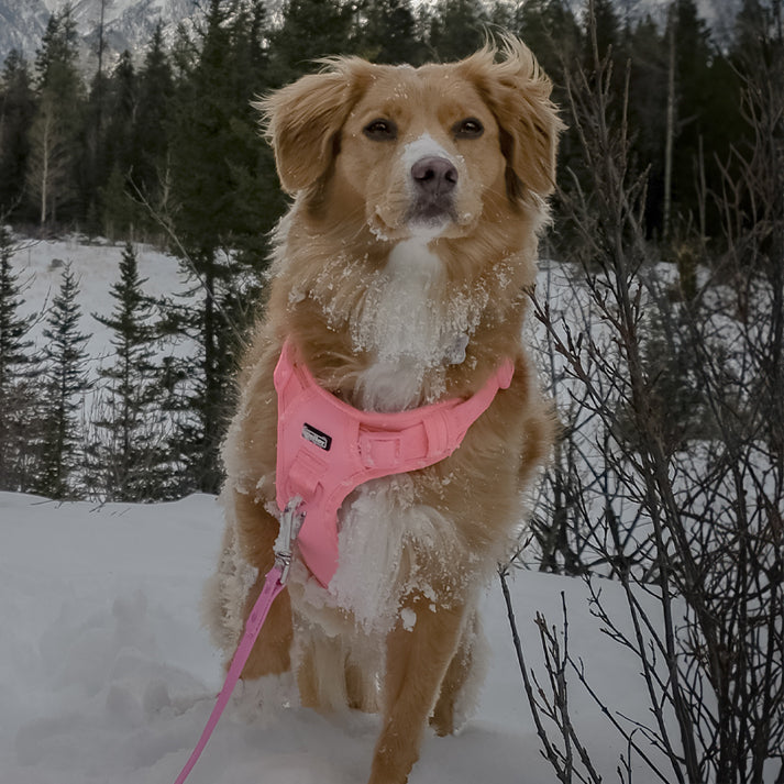 Dog wearing a pink harness in a snowy landscape with trees in the background