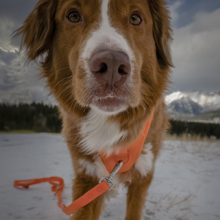 Brown dog with an orange harness standing in a snowy landscape with mountains in the background