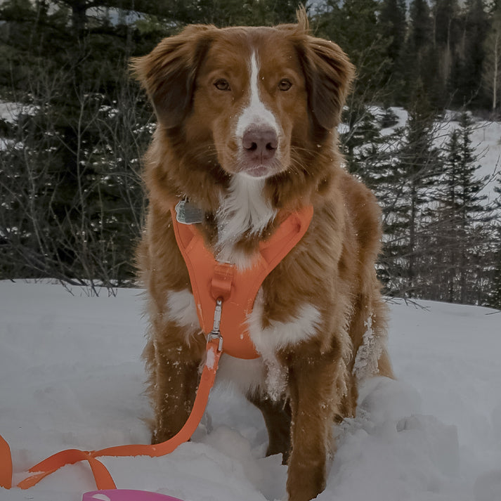 Brown dog wearing an orange harness in a snowy landscape with trees.