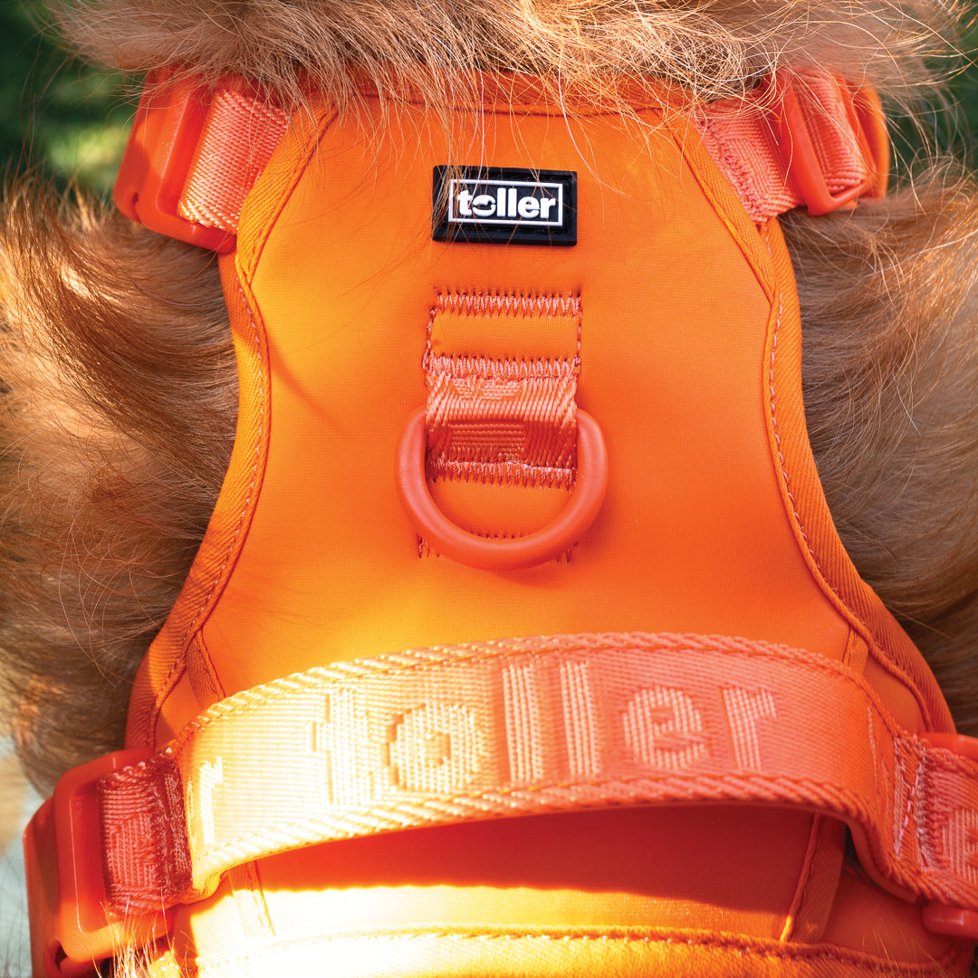 Orange dog harness with 'toller' branding on a blurred background