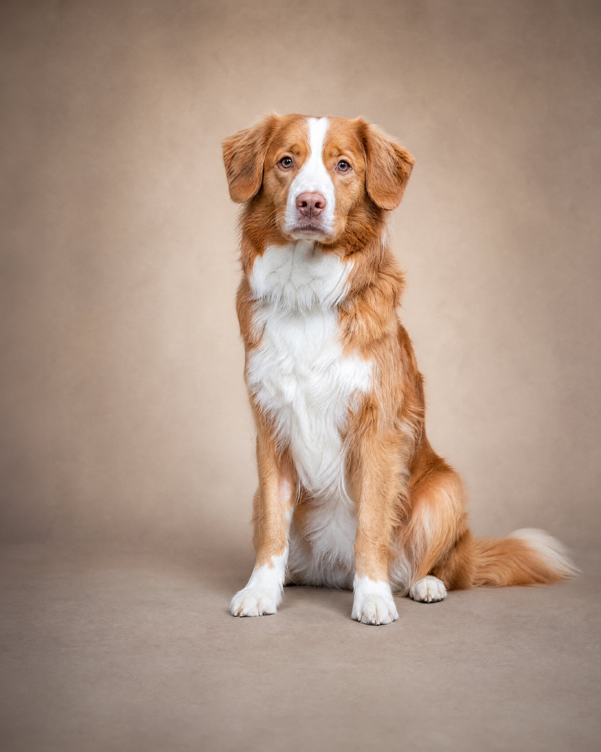 Build your dog's bundle