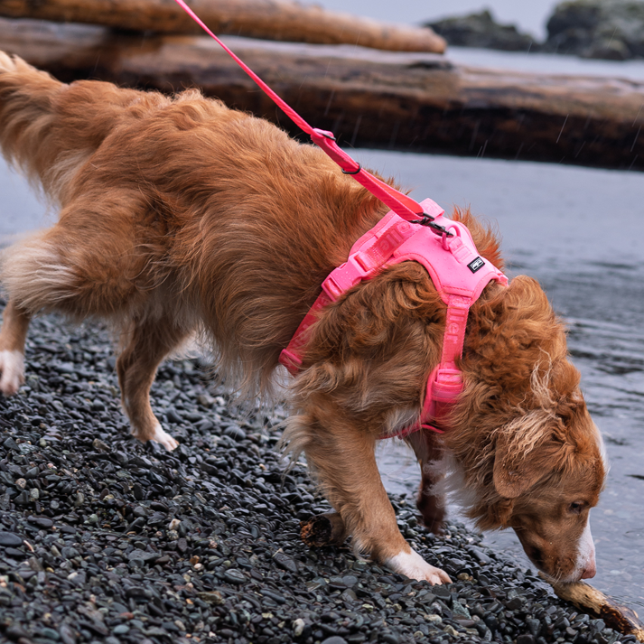 Pink Harness