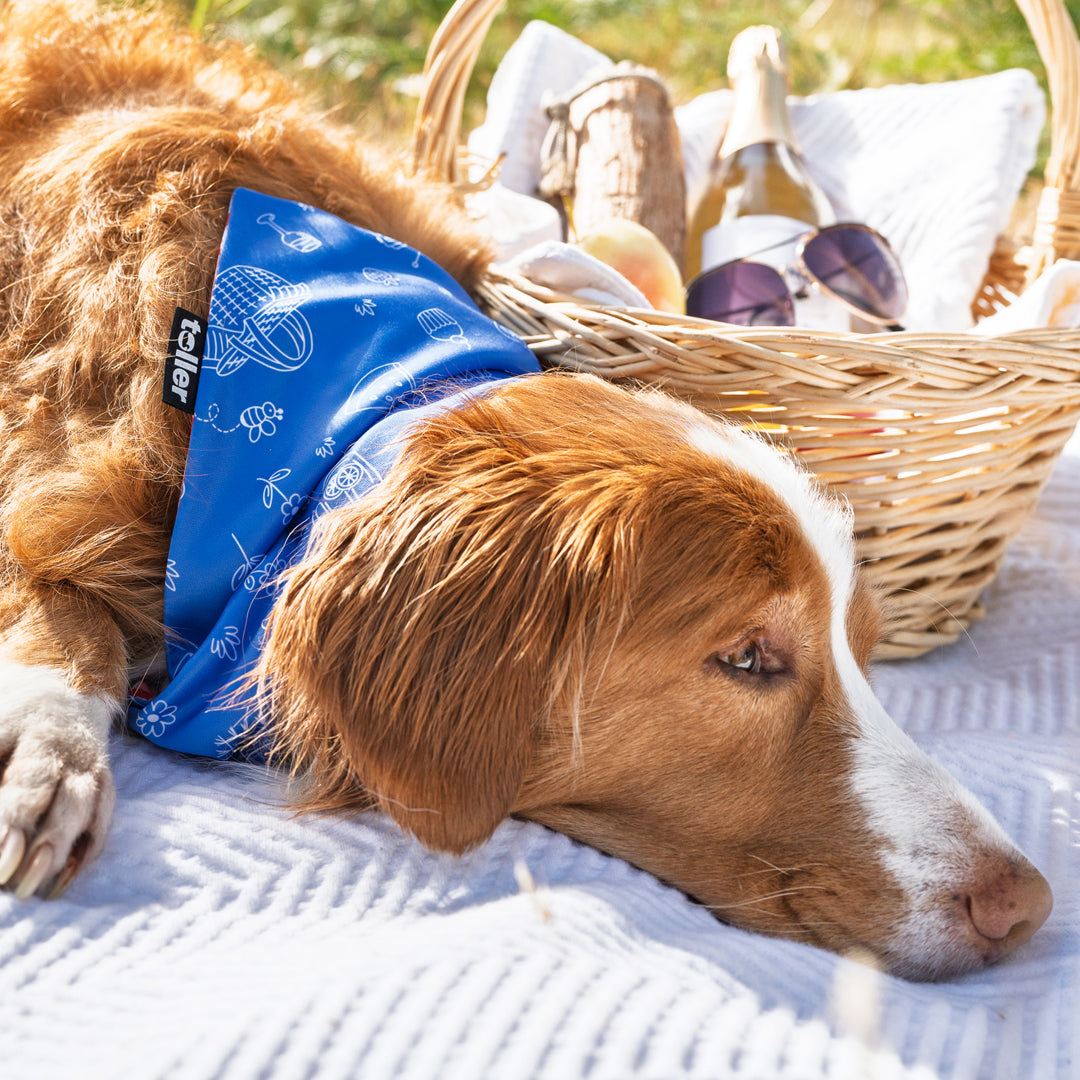 'Sunday Check' 2-in-1 Dog Bandana