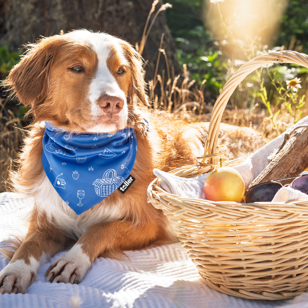 'Sunday Check' 2-in-1 Dog Bandana