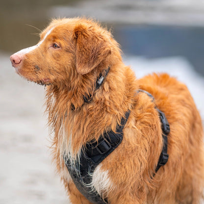 Sandy dog at beach with matching black roller set