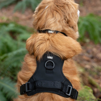 Black Dog Collar And Matching Harness