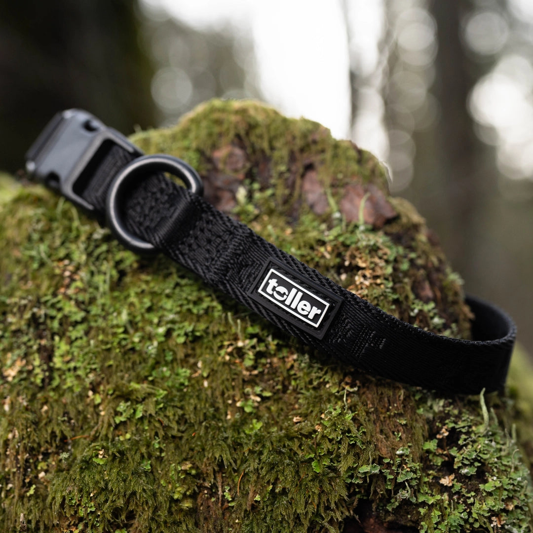 Black Dog Collar On Rock