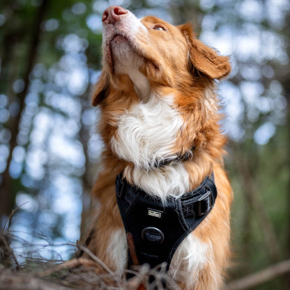 Dog adventuring with black Toller harness