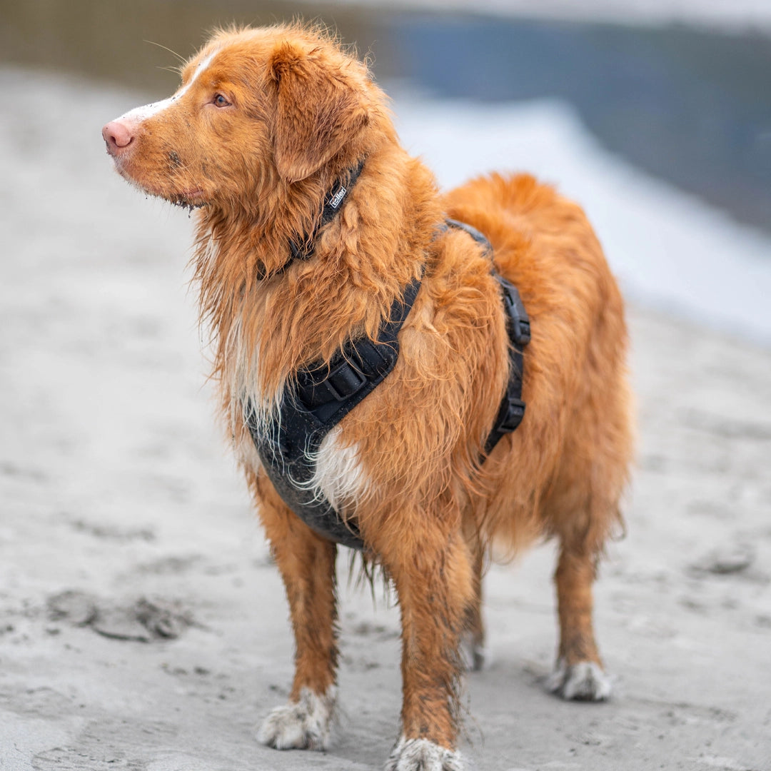 Sandy dog in black dog harness, wearing collar