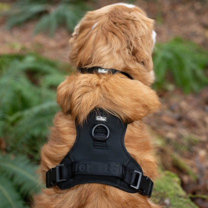 Toller collar and matching black harness