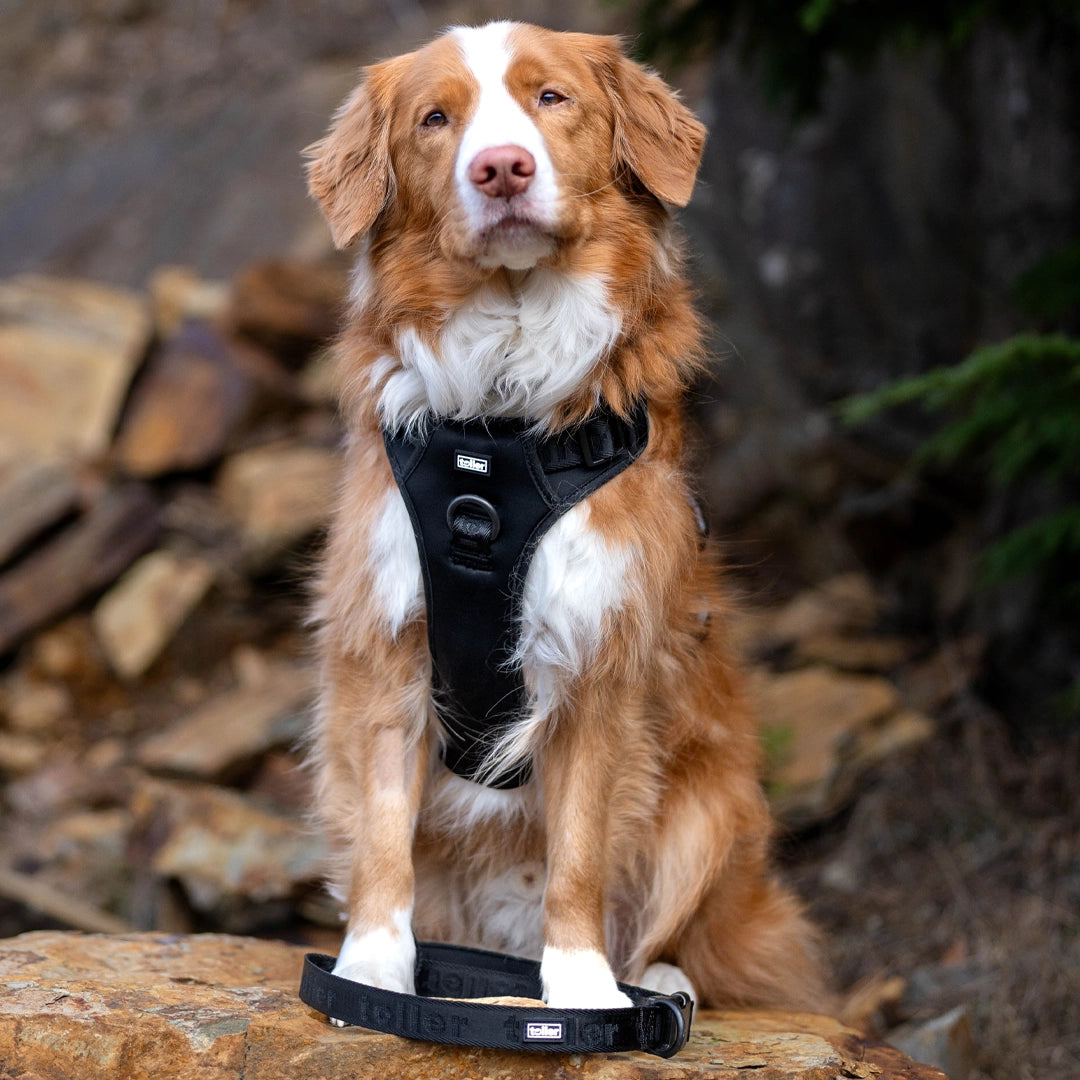 Toller dog wearing black harness