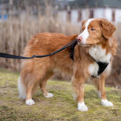 Dog being walked in black leash and harness