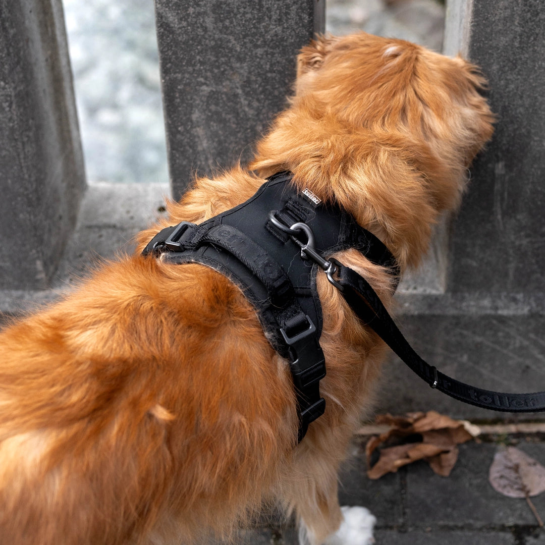 Black Toller dog harness in action