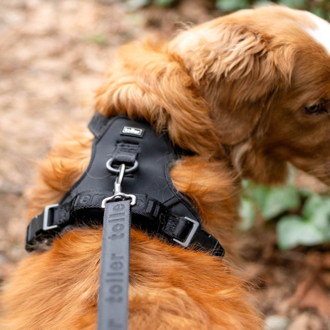 Black Toller dog leash and harness