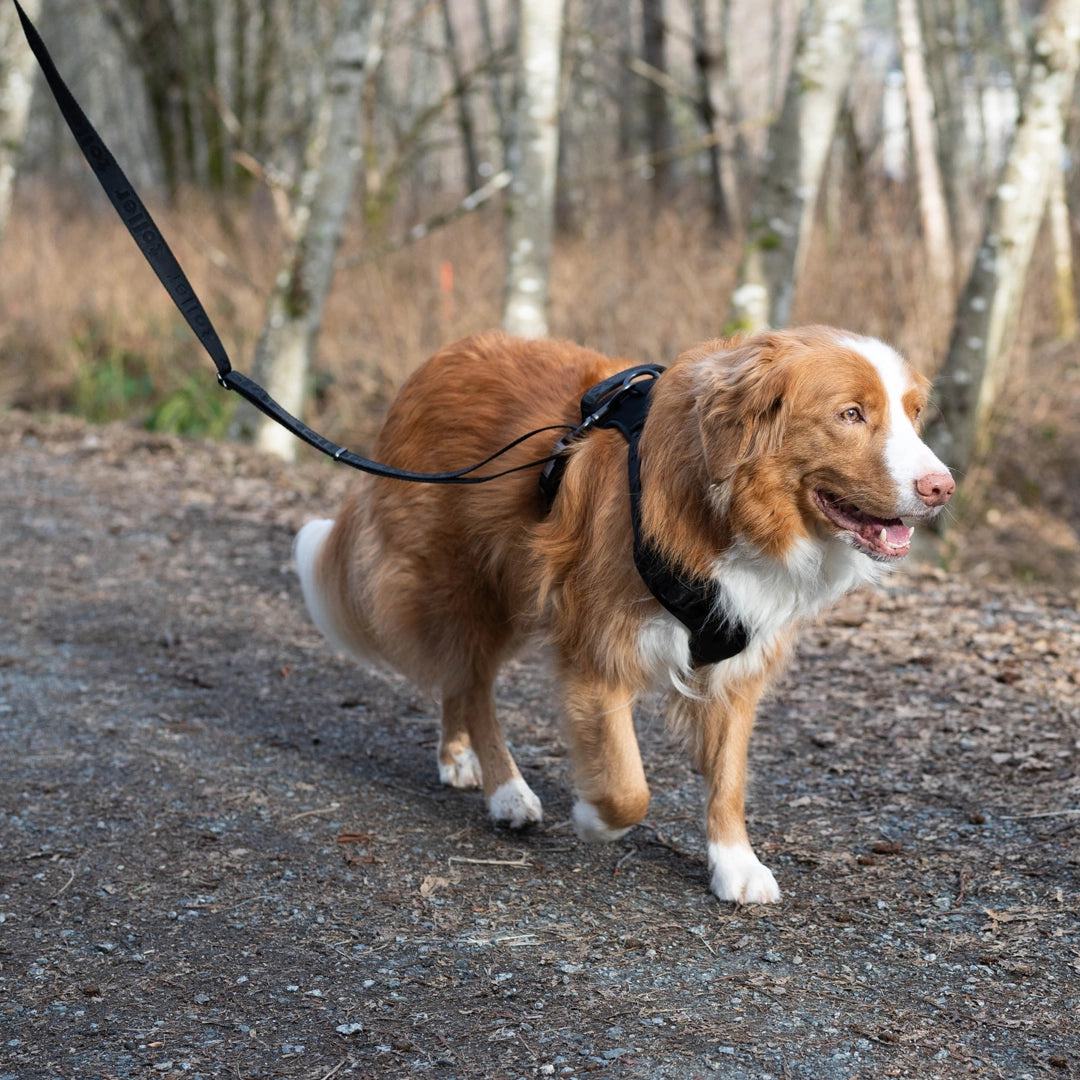 Dog being walked with Toller Black harness and leash