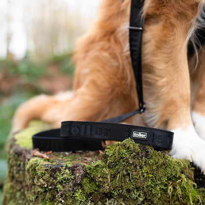 Black Toller dog leash in park