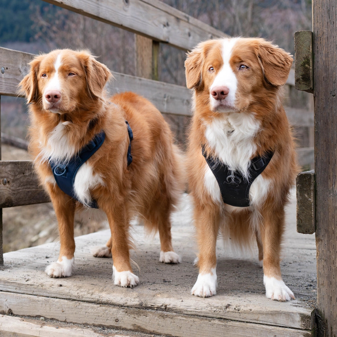 Black and Navy Toller dog harnesses