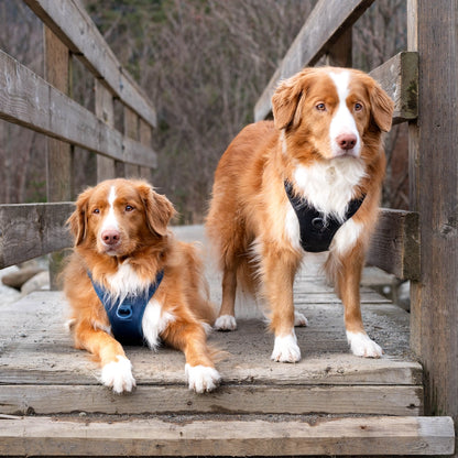 Toller dogs with black and navy harnesses